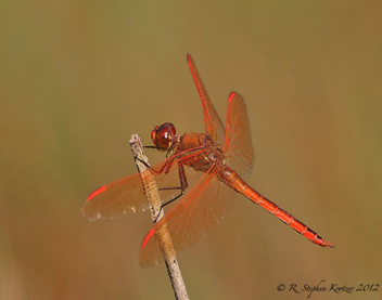 Libellula auripennis, male